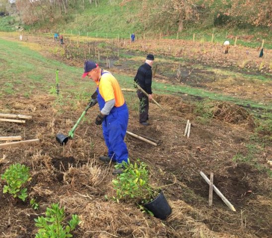 Extending the top planting 6. Cambridge Tree Trust